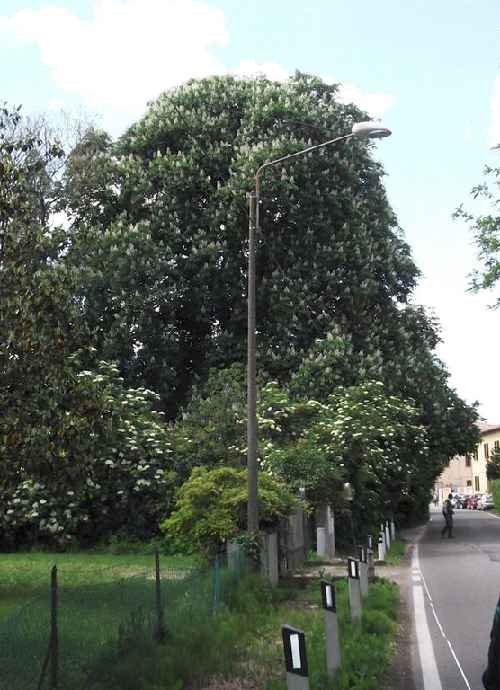 thumbs//Alberi_monumentali/prov_bologna/14635-med.jpg