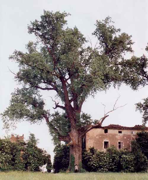 thumbs//Alberi_monumentali/prov_bologna/6782-med.jpg