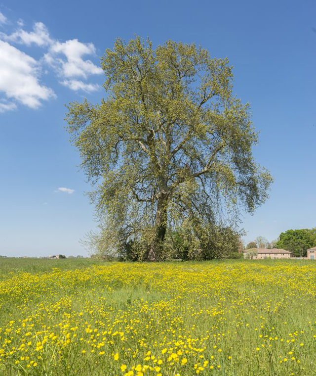 Vai alla scheda